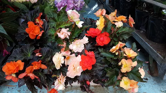 Floristería ArcoIris - Mugardos