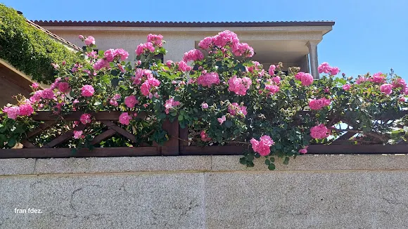 Flores Laura - A Pobra do Caraminal