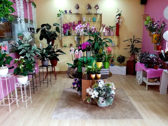 Planta e Flor Lilo - Curtis