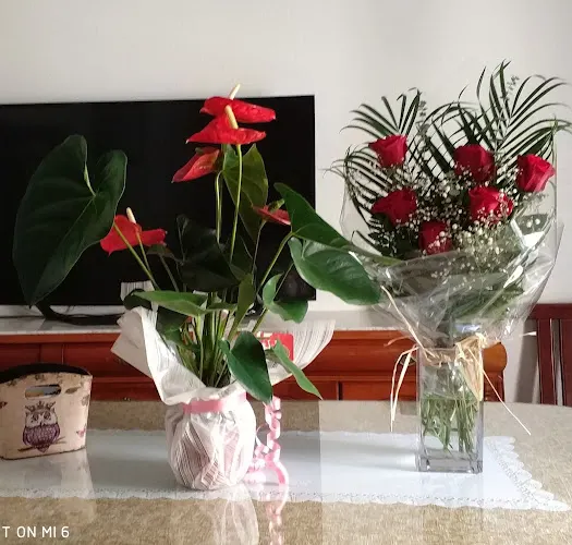 Floristería José Luis - Aceuchal