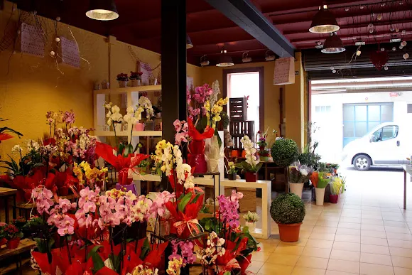 Flores Laia - L'Hospitalet de Llobregat