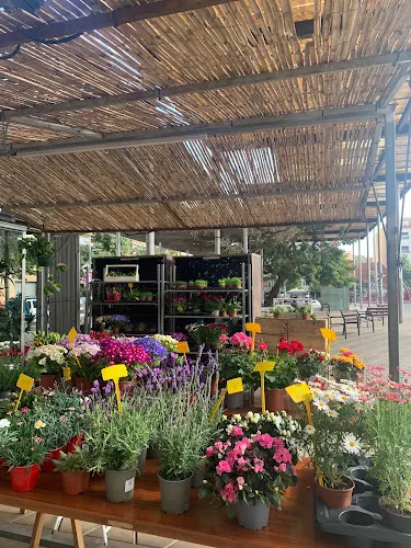 FLORS LA PLAÇA - L'Hospitalet de Llobregat