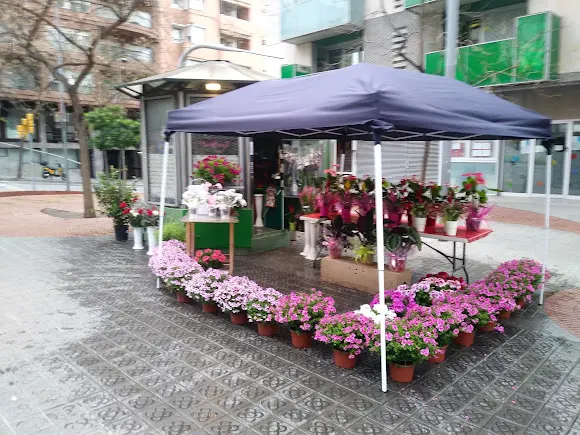 Flores Carmen