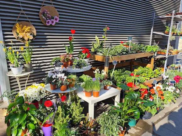 Raché Floristería Plantas Arte y Decoración con Vegetación