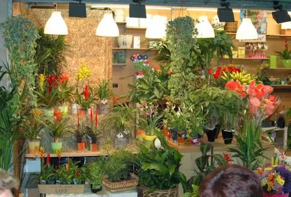 Floristeria Cari - L'Hospitalet de Llobregat