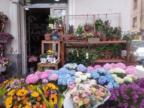 Margaritas flores y plantas - L'Hospitalet de Llobregat