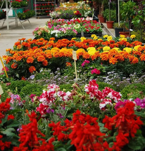 Flores Losan