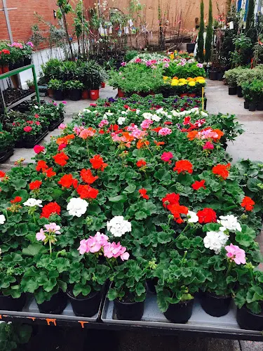 FLORES Y PLANTAS VALLERUELA - Aranda de Duero