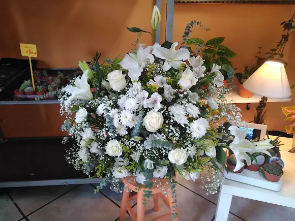 Floristeria La Rosaleda - Cartes