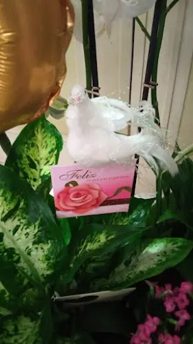 Floristería Virgen de la Sierra - Cabra