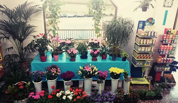Floristería y Herbolario Color