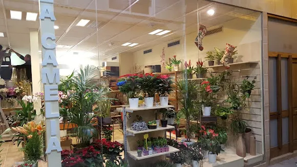 Flors La Camèlia - Blanes