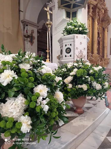 Amapola Floristerías