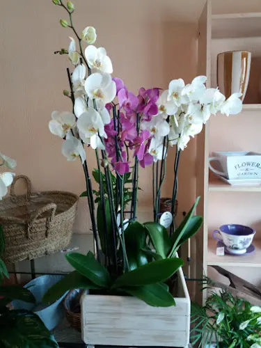 Isabelita Floristería - Madrid