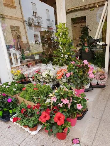 Floristería Marfran - Pozo Alcon