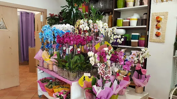 Bambu Floristas - Logroño