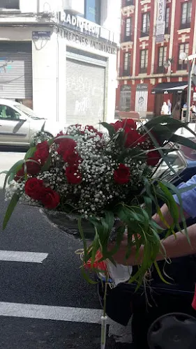 Flores Luis Alsan - León