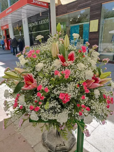 Flores Belen Plantas