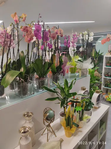 Menta floristas - Lugo