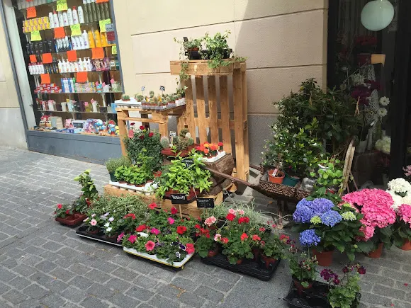 Bonsai Floristas - Navalcarnero