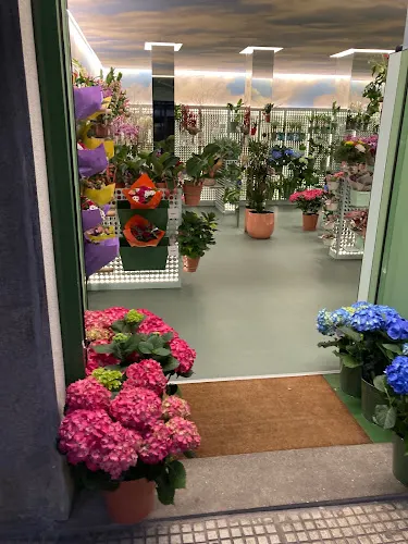 Mon Parnasse Flores - Eloy Gonzalo