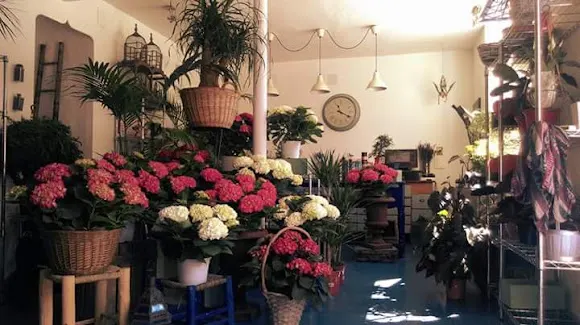 Floristeria Pensamientos Y Capuchinas