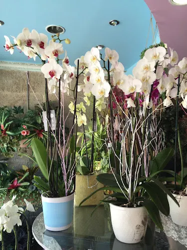 Floristería Jardín - Pontevedra