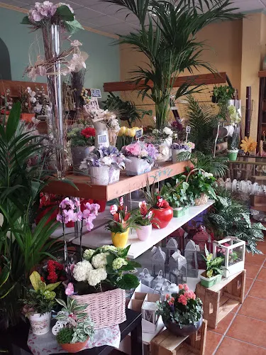 Yuca Floristas - Morón de la Frontera