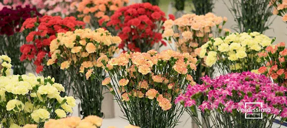 Floristería Las Niñas - Bormujos