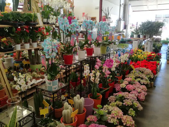 Entre Flores y Plantas - Soria