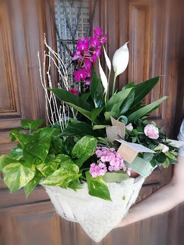 Floristería Idea´s - Calamocha