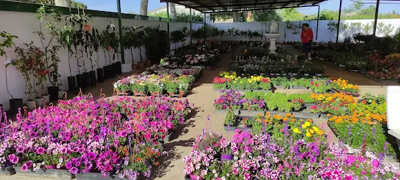 Vivero Elvira - Talavera de la Reina