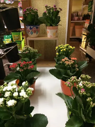 La Flor de Lis Benavente - Benavente